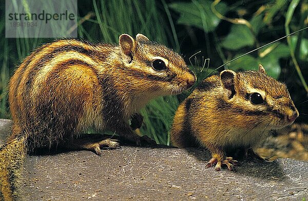 Corean Eichhörnchen  eutamia sibericus  Erwachsene