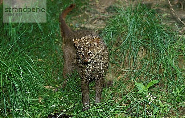 Jaguarundi  herpailurus yaguarondi  Erwachsene