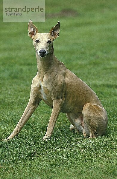 WHIPPET  ERWACHSENER HUND IM GRAS SITZEND