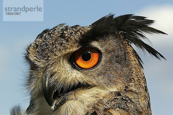 Europäischer Uhu (Bubo bubo)  Porträt eines Erwachsenen