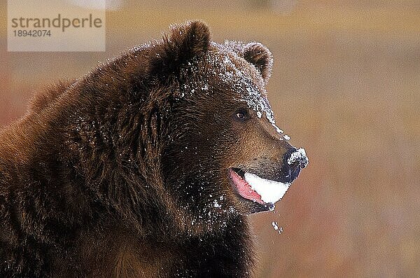 Kodiakbär (ursus arctos middendorffi)  ERWACHSENER MIT SCHNEE IM MUND  ALASKA