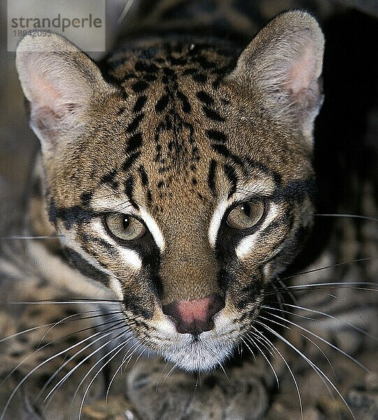 Ozelot (leopardus pardalis)  Porträt eines Erwachsenen