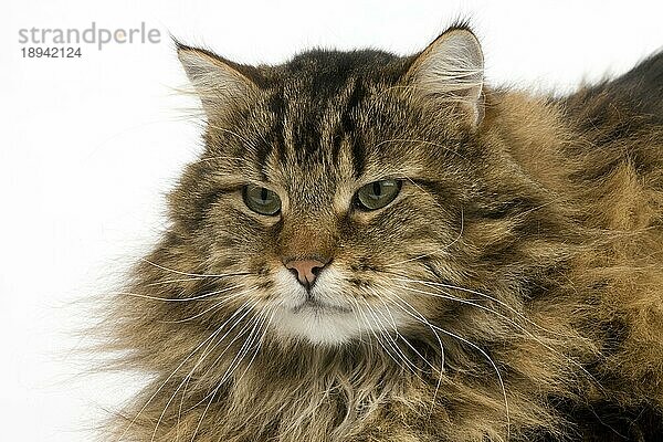 Angora Hauskatze  Kater liegend vor weißem Hintergrund