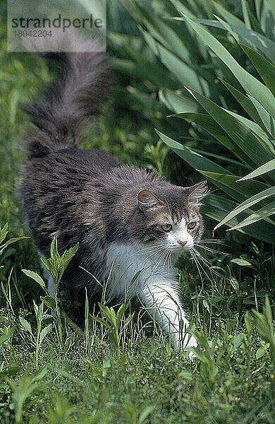 ANGORA-HAUSKATZE  ERWACHSEN  AUF GRAS LAUFEND