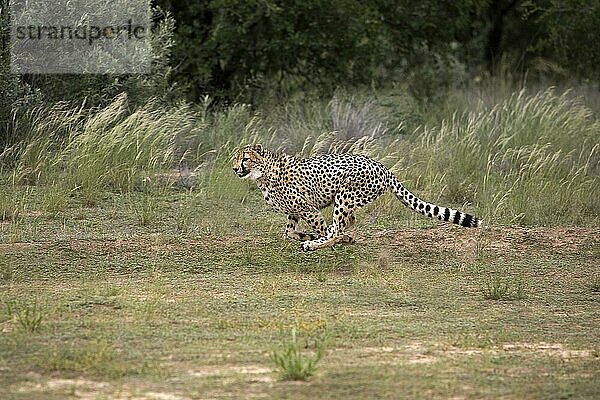 Gepard (acinonyx jubatus)  ERWACHSENER LAUFEND  NAMIBIA