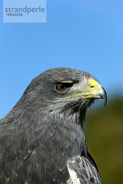 Kordillerenadler (geranoaetus melanoleucus)  Porträt eines Erwachsenen