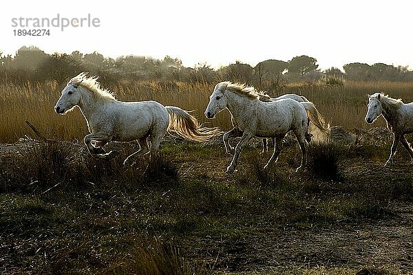 CAMARGUE PFERD  HERDE GALOPPIEREND  SAINTES MARIE DE LA MER IM SÜDEN FrankreichS