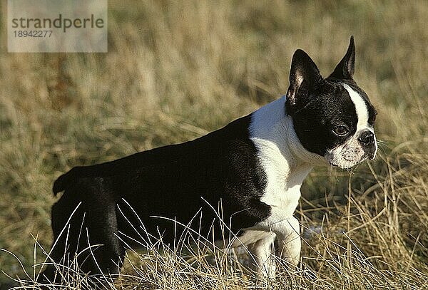 Boston Terrier Hund  Erwachsener stehend im langen Gras