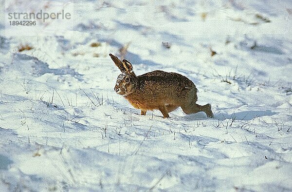 EUROPÄISCHER BRAUNHASE (lepus europaeus)  ERWACHSENER LÄUFT IM SCHNEE