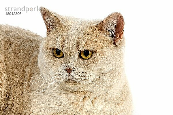 Cremefarbene Britisch-Kurzhaar-Hauskatze  Porträt eines Weibchens vor weißem Hintergrund