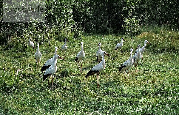 Weißstorch (ciconia ciconia)  Gruppe von Erwachsenen auf Gras