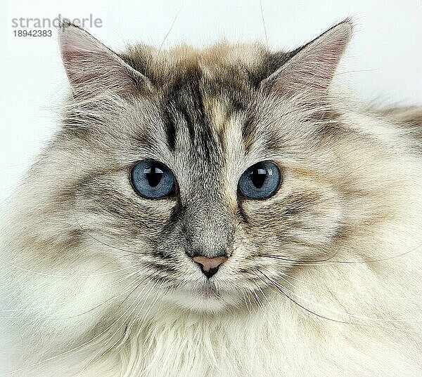 Weiß und Seal Tabby Point sibirische Hauskatze  weiblich gegen weißen Hintergrund