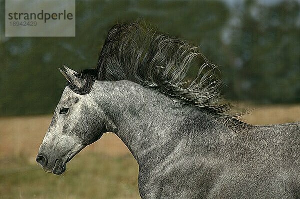 LUSITANO PFERD  ERWACHSEN MIT MÄHNE IM WIND