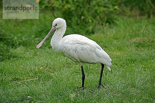 Weißer Löffler (platalea leucorodia)  Erwachsener auf Gras