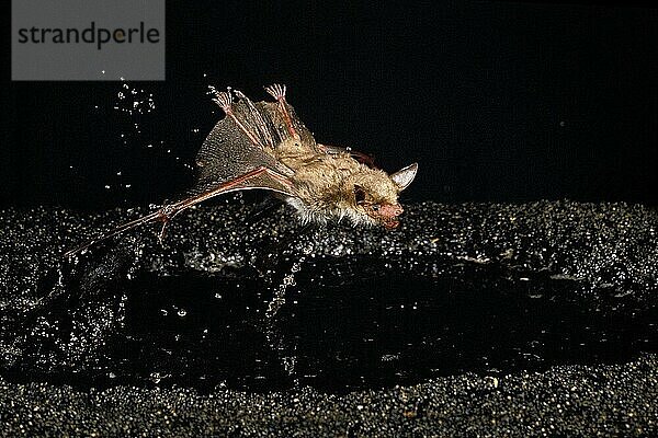 Großes Mausohr (myotis myotis)  ERWACHSENER FLIEGT ÜBER PUDEL