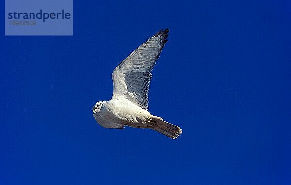 GYRFALKE (falco rusticolus)  ERWACHSENER IN FLICHT  KANADA