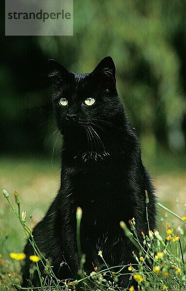 SCHWARZE HAUSKATZE  ERWACHSEN  IM GRAS SITZEND