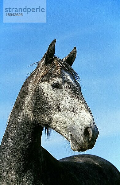 Lipizzaner-Pferd  Portrait eines Erwachsenen
