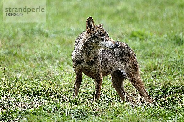 IBERISCHER WOLF (canis lupus signatus)  ERWACHSENER AUF GRAS