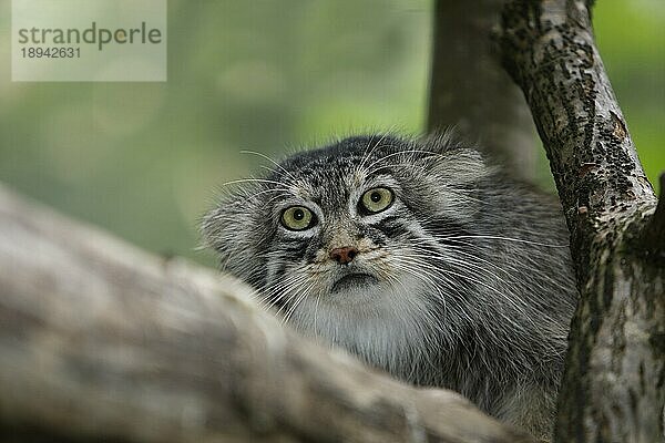 MANUL- ODER Manul (otocolobus manul)  PORTRAIT EINES ERWACHSENEN