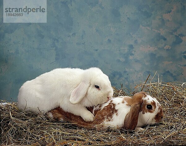 Lop-eared Rabbits  pair  mating  Widderkaninchen  Paar  kopulierend  Kaninchen  innen  Studio