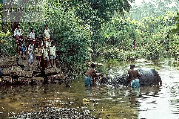 Ein Tempelelefant wird von seinem Mahut gebadet und Kinder beobachten ihn in einem Fluss in Courtalam Kutralam Kuttalam  Tamil Nadu  Südindien  Indien  Asien