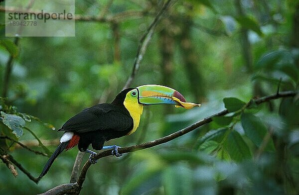 Fischertukan (ramphastos sulfuratus)  ERWACHSENE Fresserblume  COSTA RICA