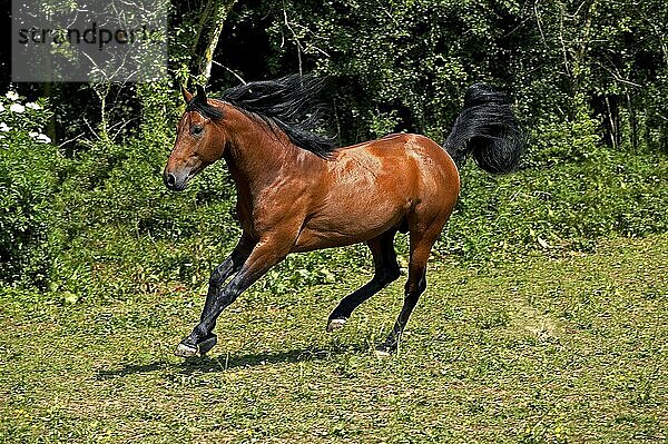 Appaloosa-Pferd  erwachsen Galoppierend durch Wiese