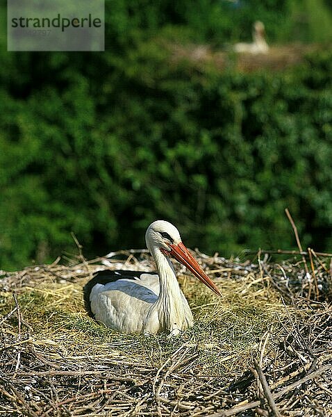 Weißstorch (ciconia ciconia)  Erwachsener nistend  Elsass in Frankreich