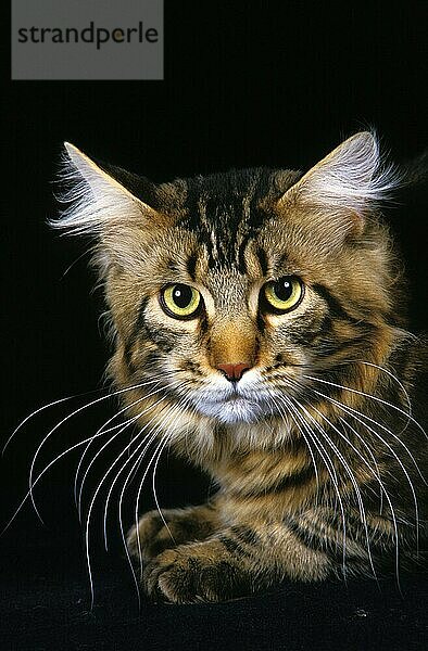 Braun gestromte Maine Coon Hauskatze  Portrait