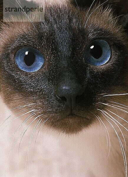 Seal Point Siam Hauskatze  Portrait eines Erwachsenen mit blauen Augen