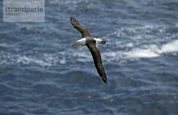 Schwarzbrauenalbatros  diomedea melanophris  Erwachsener im Flug  Drake Passage in der Antarktis