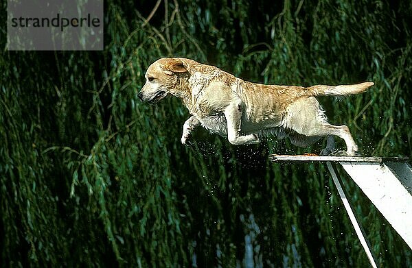 Gelber Labrador Retriever  Erwachsener Springt ins Wasser