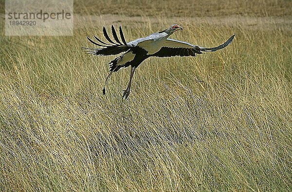 Sekretärvogel (sagittarius serpentarius)  Erwachsener im Flug  Serengeti Park in Tansania