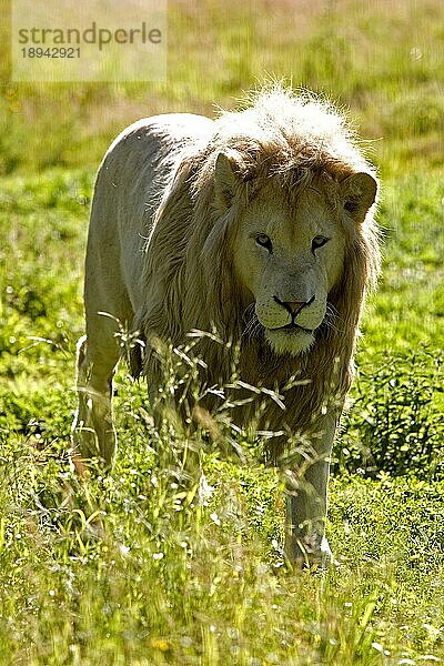 WEISSER LÖWE (panthera leo) krugensis  ERWACHSENES MÄNNCHEN