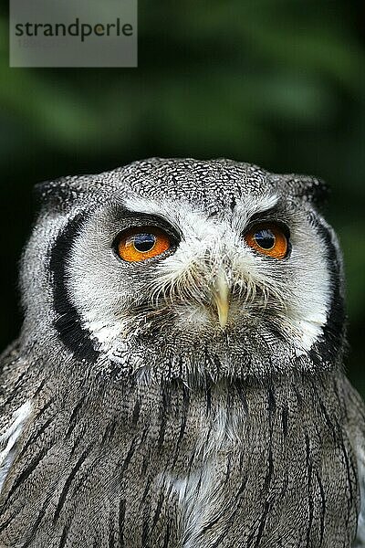 Büscheleule (otus leucotis)  Porträt eines Erwachsenen