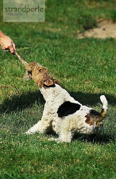 Drahthaar-Foxterrier  erwachsen  spielt mit einem Stück Holz