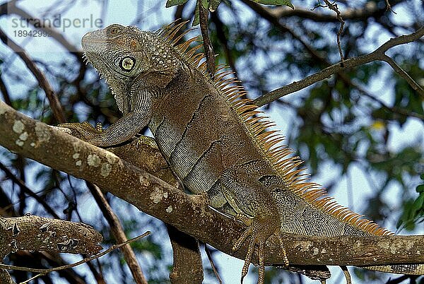 GRÜNER IGUANA-Leguan  ERWACHSENER AUF BRANCHE  VENEZUELA