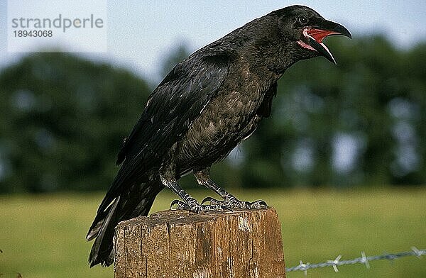 Kolkrabe (corvus corax)  Erwachsener auf Pfosten  rufend  krächzend