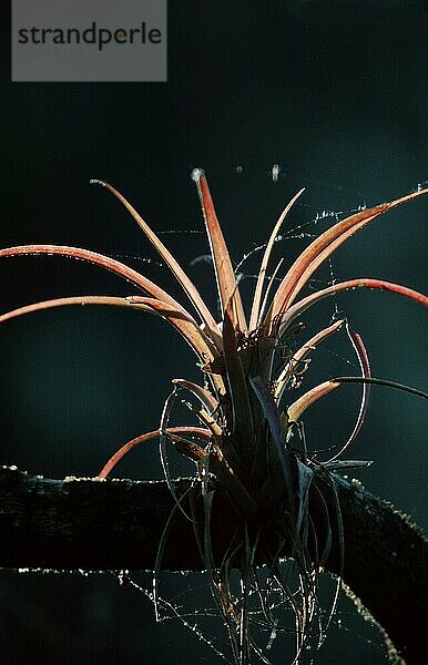 Steifblättrige Wildkiefer  Korkenziehersumpf  Florida (Tillandsia fasciculata)  USA  Nordamerika