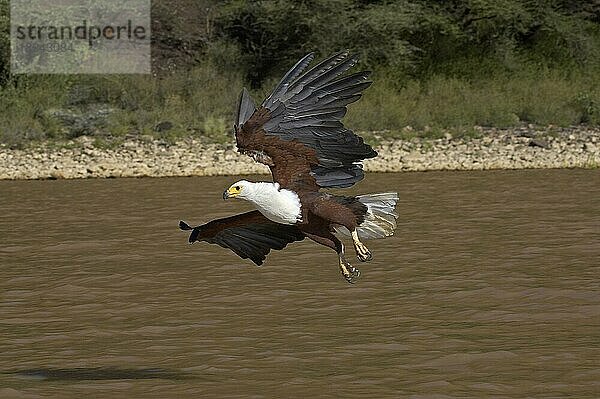 AFRIKANISCHER FISCHAISER (haliaeetus vocifer)  ERWACHSENER IM FLUG  FISCHEN  BARINGO-SEE IN KENIA