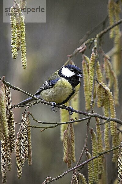 Kohlmeise (parus major)  ERWACHSENER  STEHEND AUF EINEM HAZELNUSSBAUMSTAMM  NORMANDY IN Frankreich