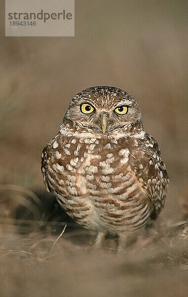 Burrowing Owl  Kaninchenkauz (Athene cunicularia) (Amerika) (america) (Tiere) (animals) (Vogel) (Vögel) (birds) (Eulen) (owls) (außen) (outdoor) (aufmerksam) (alert) (stehen) (standing) (adult) (frontal) (head-on) (von vorne)  Florida  USA  Nordamerika