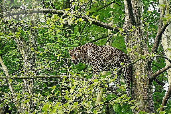 Sri Lankischer Leopard (panthera pardus kotiya)  Erwachsener im Baum