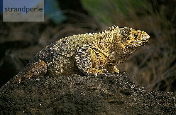 Galapagos Landleguan (conolophus subcristatus)  Erwachsener auf Felsen  Galapagos Inseln