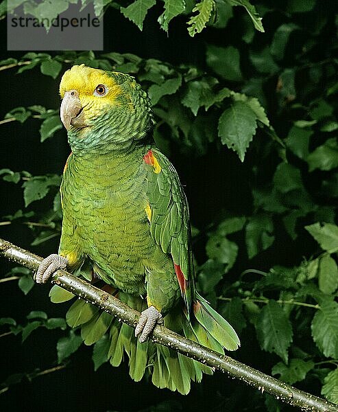 Gelbkopfamazone (amazona oratrix)  ERWACHSENER AUF BRANCHE STEHend