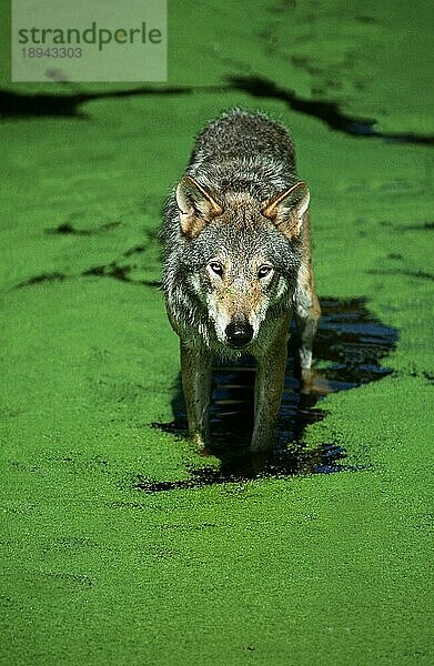 EUROPÄISCHER WOLF (canis lupus)  ERWACHSENER IM GEWÄSSER MIT ENGELKRAUT