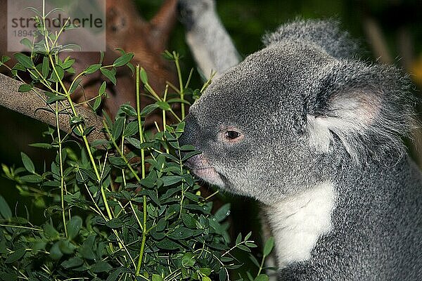 Koala (Phascolarctos cinereus)  erwachsen