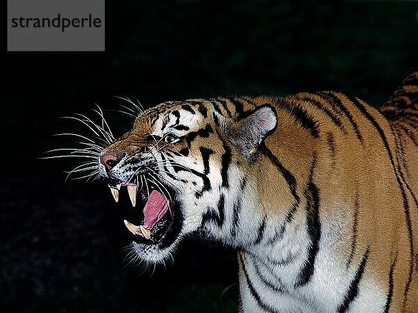 Sibirischer Tiger (panthera tigris altaica)  Portrait eines erwachsenen Knurrers  in Verteidigungshaltung