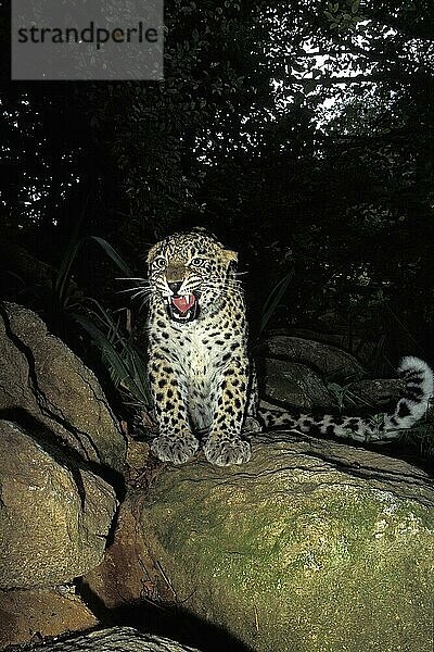 Persischer Leopard (panthera pardus saxicolor)  ERWACHSENER AUF FELSEN STEHEND  SCHNARREND